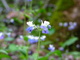 Blue White Flower