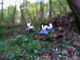 Blue White Forest Flower