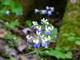 Blue White Wildflower Forest