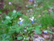 Blue White Wildflower