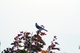 Bluejay Bird 1