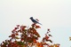 Bluejay Bird