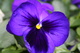 Bluepansie1web