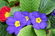 Blueyellowred1web