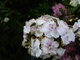 Bug White Flowers