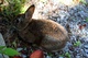 Bunny Rabbit 1