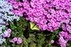 Butterfly Creeping Phlox Flowers