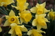 Daffodil2web