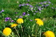 Dandelion Flower Grass