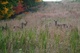 Deer Field 1