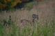 Deer Field