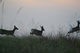 Deer Grazing Run