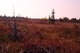 Dolly Sods Fall Cotton Grass 2