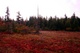 Dolly Sods Fall Bog 1