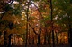 Fall Forest North Fork Mountain