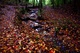 Fall Leaves Creek
