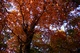 Fall Oak Trees