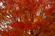 Fall Orange Maple