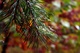 Fall Pine Tree Web