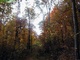 Fall Trees Trail