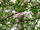 Flowery Tree Spring