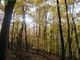 Golden Maple Trees Fall
