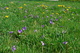 Grass Flowers Dandelion Spring