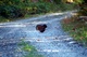 Grouse in the Road