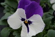 Hybridpansy