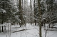 In the Forest Snow
