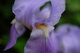 Light Purple Iris