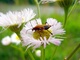 Lightning Bug on WildFlowers at the Lake