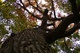 North Fork Oak Tree