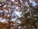 Oak Trees Sky Fall