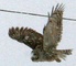 Owl takeoff Winter Storm
