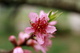 Peach Blossom Flower 3