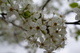 Pear Tree Blossom Spring