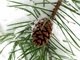 Pine Cone Snow