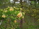 Pine Tree Spring Shutes