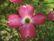 Pink Dogwood Flower Cross