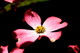 Pink Dogwood Flower Macro