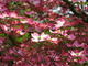Pink Dogwood Flower Sunlight