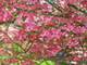 Pink Dogwood Flower Tree