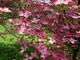 Pink Dogwood Tree Flower
