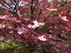 Pink Dogwood Tree Inside