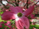 Pink Flower Dogwood Macro