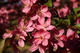 Pink Spring Flower Tree