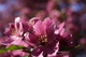 Pink Tree Blossom Flower