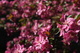 Pink Tree Boca Flower