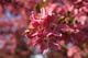 Pink Tree Spring Bloom